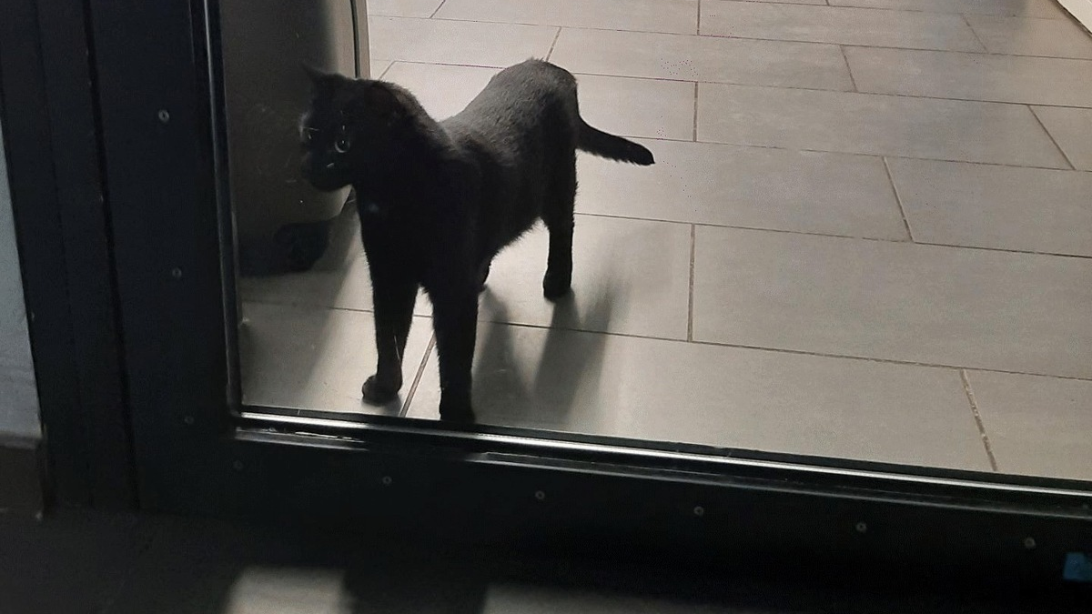 Bundespolizeidirektion München: Tierischer Einsatz am Hauptbahnhof / Bundespolizei hilft Mensch und Tier - Foto: presseportal.de