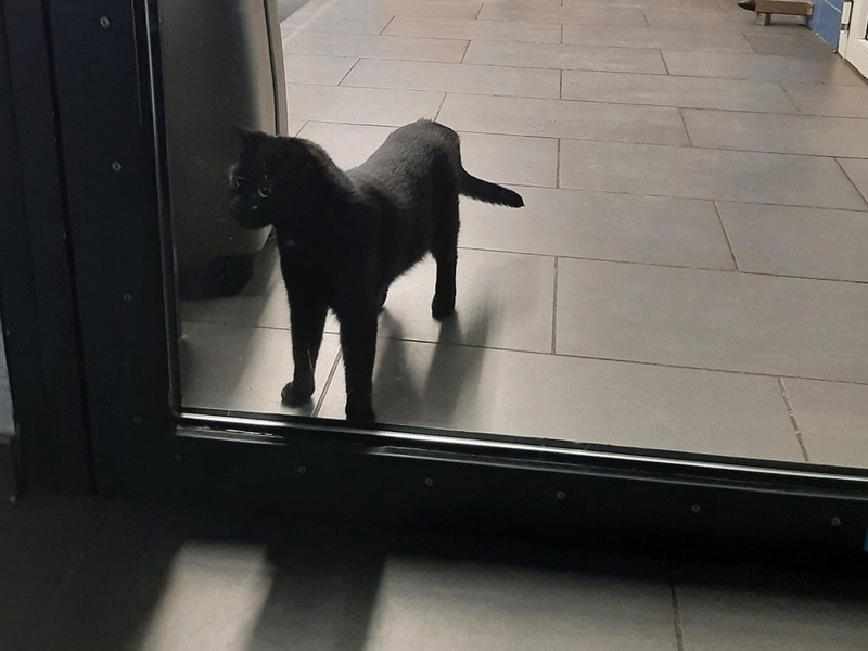 Bundespolizeidirektion München: Tierischer Einsatz am Hauptbahnhof / Bundespolizei hilft Mensch und Tier - Foto: presseportal.de