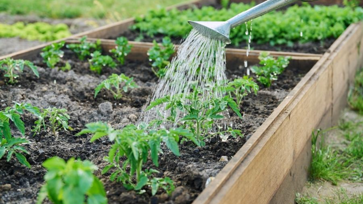 Mit der richtigen Bewässerung bleiben Pflanzen und Rasen auch im Hochsommer gesund - Foto: presseportal.de