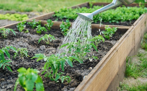 Mit der richtigen BewÀsserung bleiben Pflanzen und Rasen auch im Hochsommer gesund - Foto: presseportal.de Mit der richtigen BewÀsserung bleiben Pflanzen und Rasen auch im Hochsommer gesund - Foto: presseportal.de