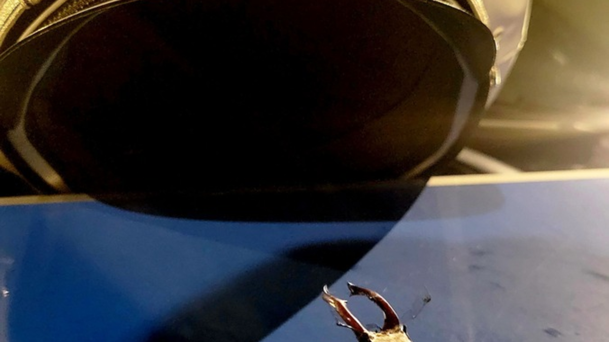 POL-LDK: Fenster aufgehebelt + Tierischer Einsatz- Skorpion auf Balkon gemeldet - Foto: presseportal.de