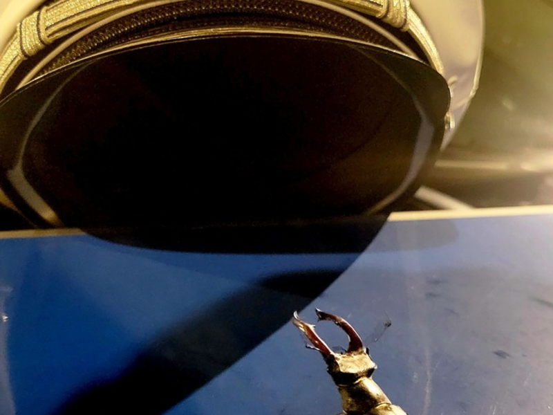 POL-LDK: Fenster aufgehebelt + Tierischer Einsatz- Skorpion auf Balkon gemeldet - Foto: presseportal.de