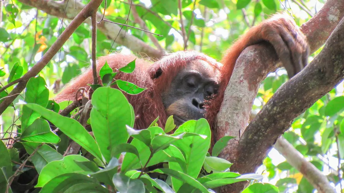 Auch Orang-Utans halten gern ein Mittagsschläfchen. - Bild: Natasha Bartalotta/Max Planck Institute für Verhaltensbiologie/dpa