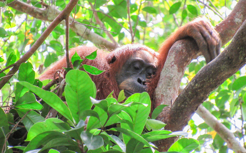Auch Orang-Utans halten gern ein Mittagsschläfchen. - Foto: Natasha Bartalotta/Max Planck Institute für Verhaltensbiologie/dpa Auch Orang-Utans halten gern ein Mittagsschläfchen. - Foto: Natasha Bartalotta/Max Planck Institute für Verhaltensbiologie/dpa