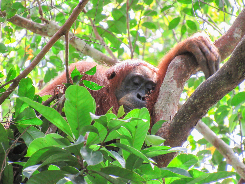 Auch Orang-Utans halten gern ein Mittagsschläfchen. - Foto: Natasha Bartalotta/Max Planck Institute für Verhaltensbiologie/dpa
