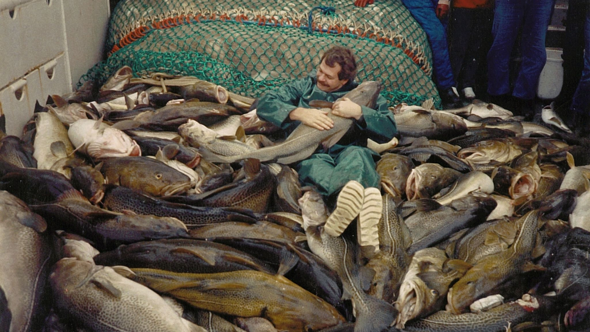 Die Dorsche in der Ostsee waren einst wesentlich größer. - Foto: Jesper Bay Of The Danish/Danish Institute for Fisheries and Marine Research/dpa