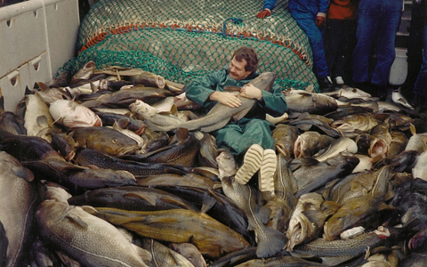 Die Dorsche in der Ostsee waren einst wesentlich größer. - Foto: Jesper Bay Of The Danish/Danish Institute for Fisheries and Marine Research/dpa