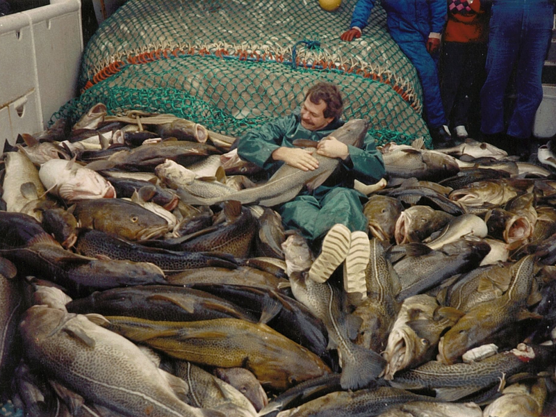 Die Dorsche in der Ostsee waren einst wesentlich größer. - Foto: Jesper Bay Of The Danish/Danish Institute for Fisheries and Marine Research/dpa
