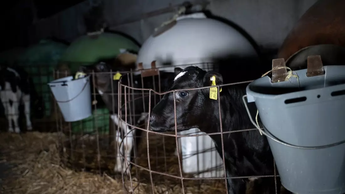 Milch zerstört Leben- ANINOVA deckt auf: Video über das grausame System der Milchindustrie erreicht über 1 Million Menschen auf Instagram - Bild: presseportal.de