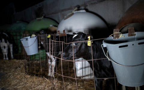 Milch zerstört Leben- ANINOVA deckt auf: Video über das grausame System der Milchindustrie erreicht über 1 Million Menschen auf Instagram - Foto: presseportal.de