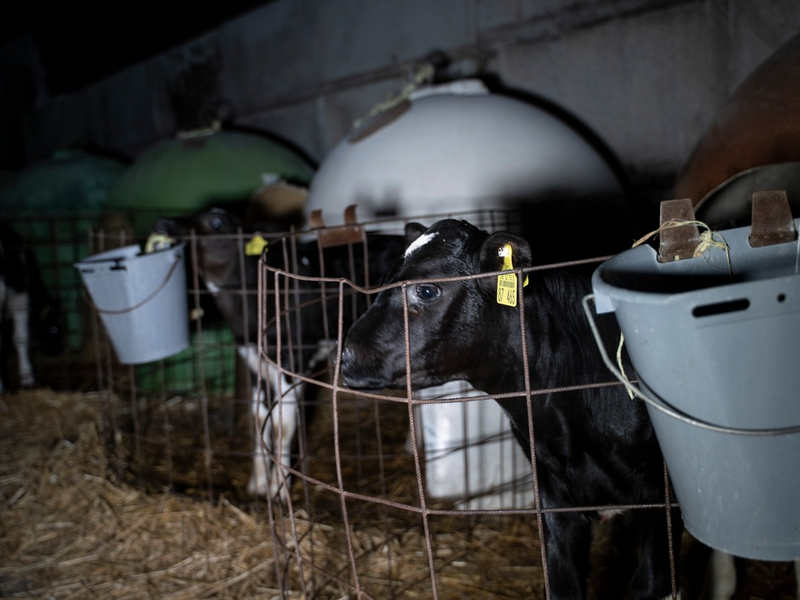 Milch zerstört Leben- ANINOVA deckt auf: Video über das grausame System der Milchindustrie erreicht über 1 Million Menschen auf Instagram - Foto: presseportal.de