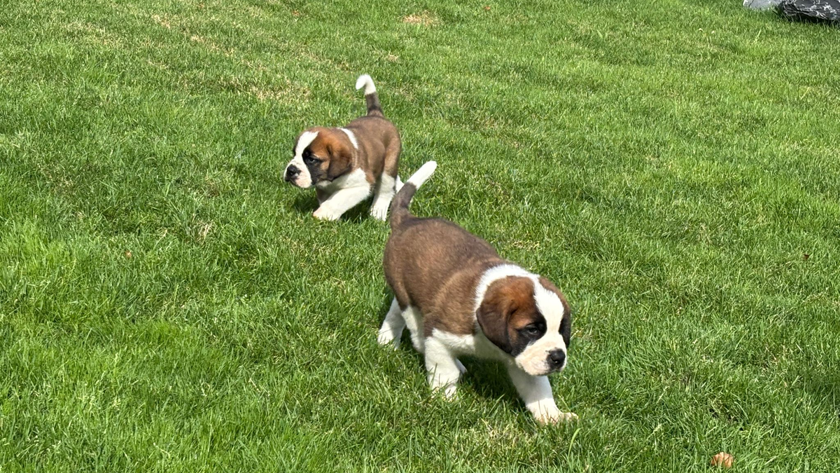 Die Sache mit den Fässchen am Hals der Bernhardiner - erfunden. - Foto: Christiane Oelrich/dpa