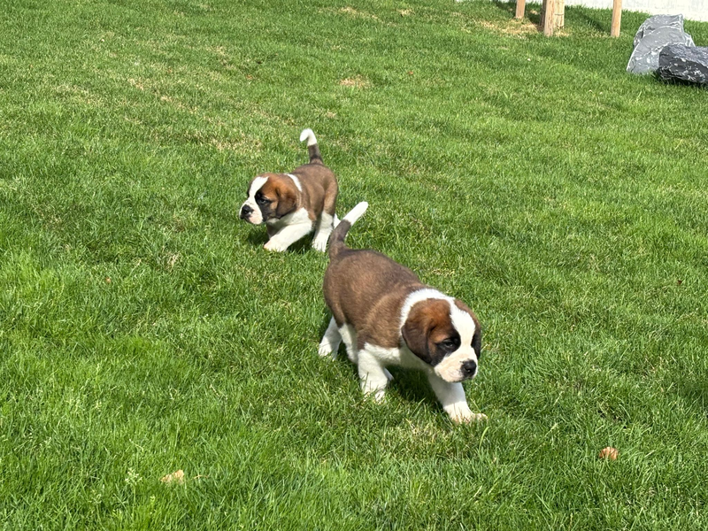 Die Sache mit den Fässchen am Hals der Bernhardiner - erfunden. - Foto: Christiane Oelrich/dpa