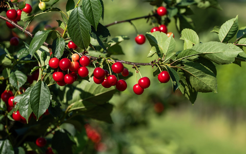 Die Obstbauern haben eine gute Kirschenernte verzeichnet. (Archivbild) - Foto: Silas Stein/dpa