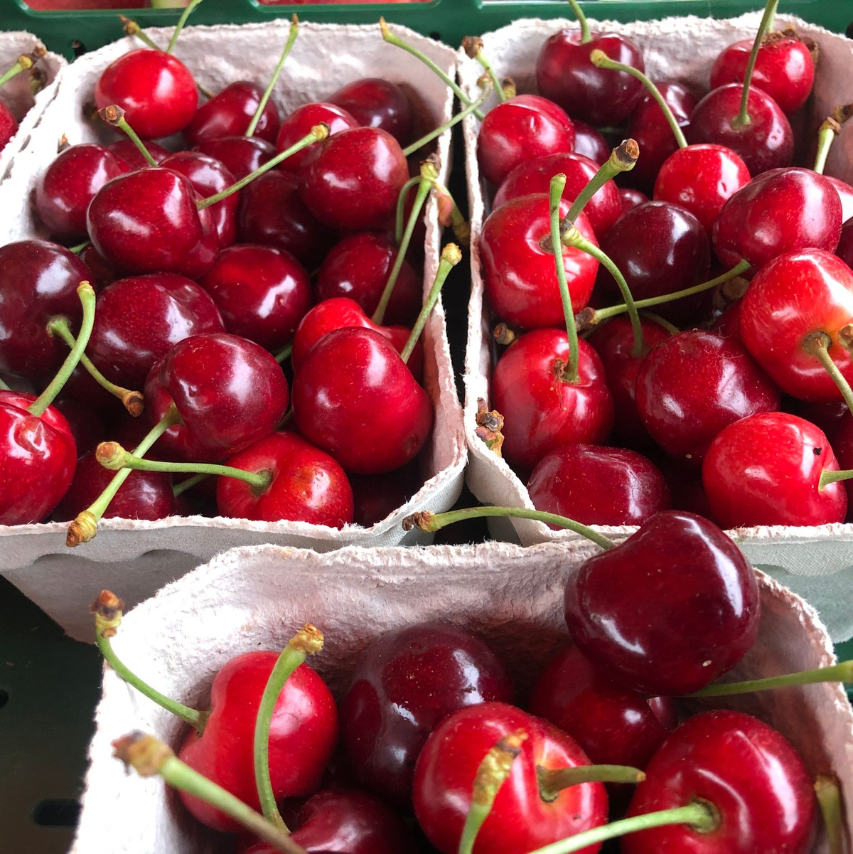Angebaut werden in Deutschland vor allem Süßkirschen. (Archivbild) - Foto: Christian Böhmer/dpa