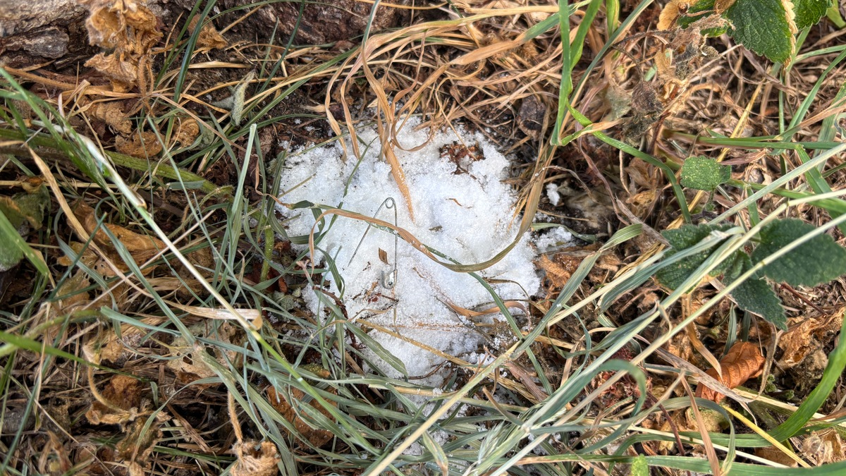 POL-KN: (Denkingen / Lkr. Tuttlingen) - Möglicher Giftköder am Wanderparkplatz entdeckt - Polizei warnt Hundebesitzer (26.06.2025) - Foto: presseportal.de
