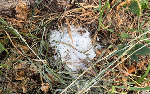 POL-KN: (Denkingen / Lkr. Tuttlingen) - Möglicher Giftköder am Wanderparkplatz entdeckt - Polizei warnt Hundebesitzer (26.06.2025) - Foto: presseportal.de