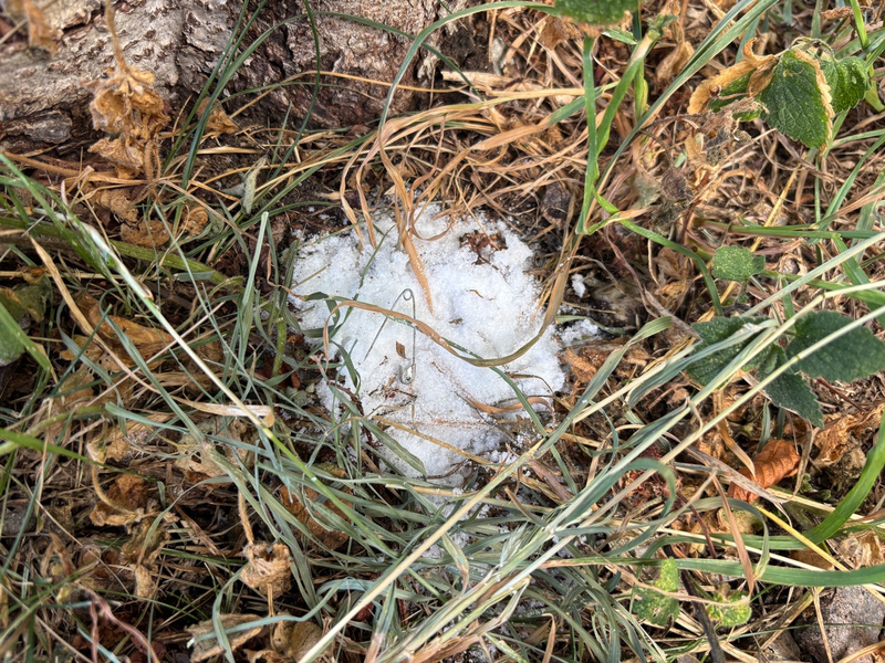 POL-KN: (Denkingen / Lkr. Tuttlingen) - Möglicher Giftköder am Wanderparkplatz entdeckt - Polizei warnt Hundebesitzer (26.06.2025) - Foto: presseportal.de
