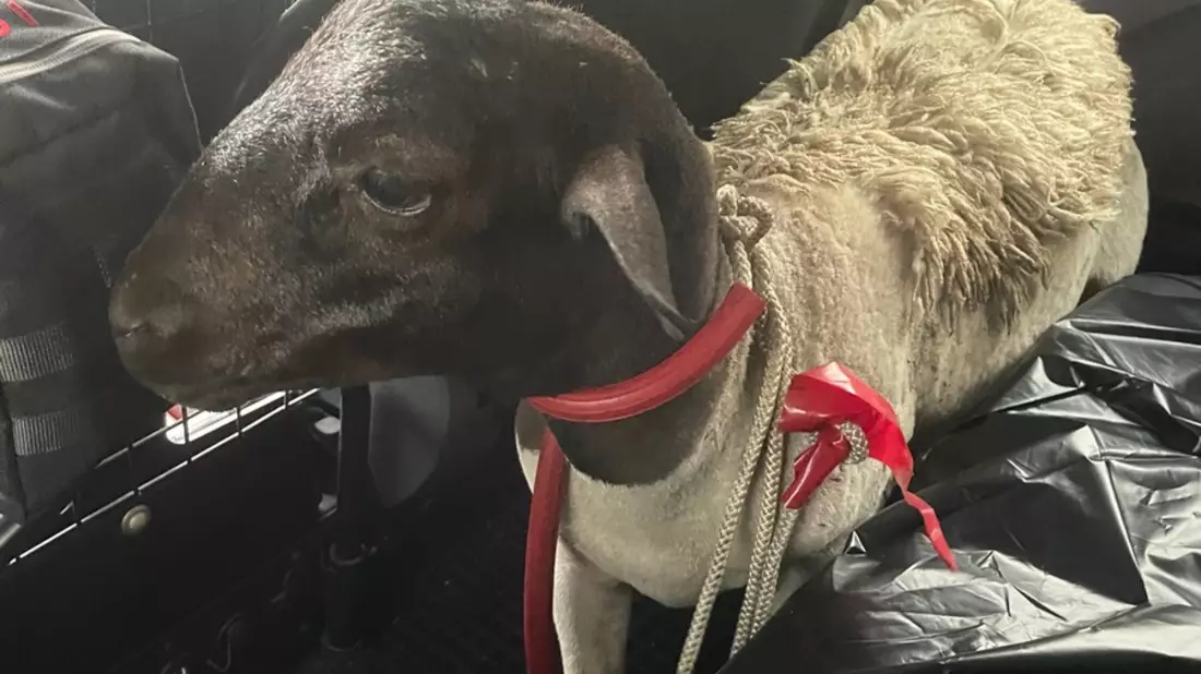 POL-K: 250627-3-K/BAB: Erfolgreiche Tierrettung - Autofahrer sichern Schaf auf der BAB 1 und übergeben es der Polizei - Bild: presseportal.de