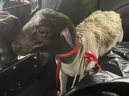 POL-K: 250627-3-K/BAB: Erfolgreiche Tierrettung - Autofahrer sichern Schaf auf der BAB 1 und übergeben es der Polizei - Foto: presseportal.de