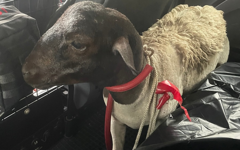 POL-K: 250627-3-K/BAB: Erfolgreiche Tierrettung - Autofahrer sichern Schaf auf der BAB 1 und ĂŒbergeben es der Polizei - Foto: presseportal.de POL-K: 250627-3-K/BAB: Erfolgreiche Tierrettung - Autofahrer sichern Schaf auf der BAB 1 und ĂŒbergeben es der Polizei - Foto: presseportal.de