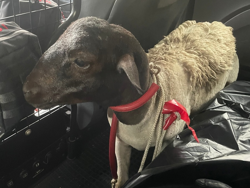 POL-K: 250627-3-K/BAB: Erfolgreiche Tierrettung - Autofahrer sichern Schaf auf der BAB 1 und übergeben es der Polizei - Foto: presseportal.de