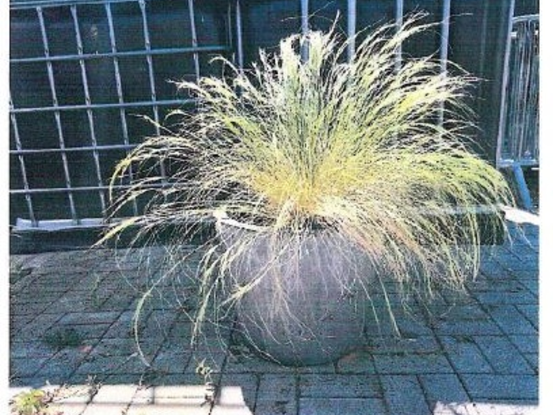 POL-UN: Unna - Eigentümer sichergestellter Pflanzen gesucht - Foto: presseportal.de