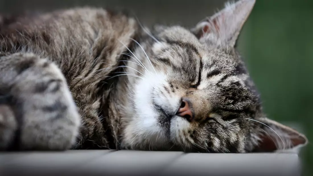 Katzen schlummern einer Studie zufolge am liebsten auf der linken Seite liegend. (Archivbild) - Bild: picture alliance / dpa
