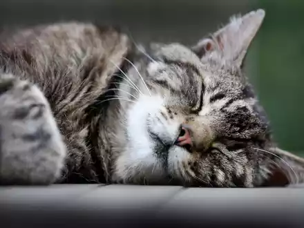 Katzen schlummern einer Studie zufolge am liebsten auf der linken Seite liegend. (Archivbild) - Foto: picture alliance / dpa