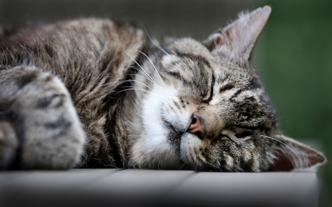 Katzen schlummern einer Studie zufolge am liebsten auf der linken Seite liegend. (Archivbild) - Foto: picture alliance / dpa