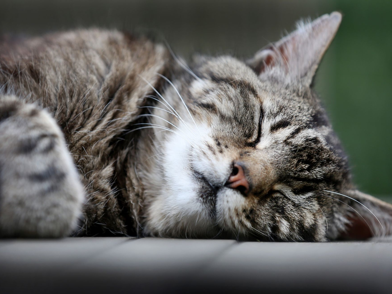 Katzen schlummern einer Studie zufolge am liebsten auf der linken Seite liegend. (Archivbild) - Foto: picture alliance / dpa