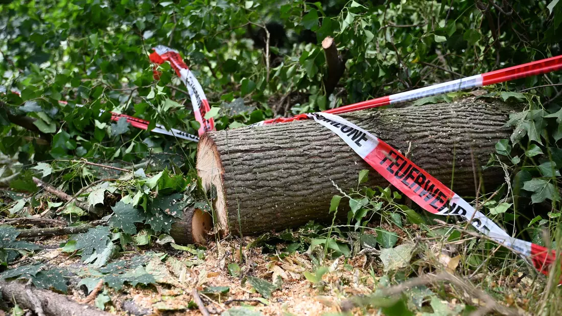 Folgen des Klimawandels wie Dürren machen Wälder anfälliger für andere Folgen des Klimawandels - wie Unwetter. - Bild: Michael Brandt/dpa