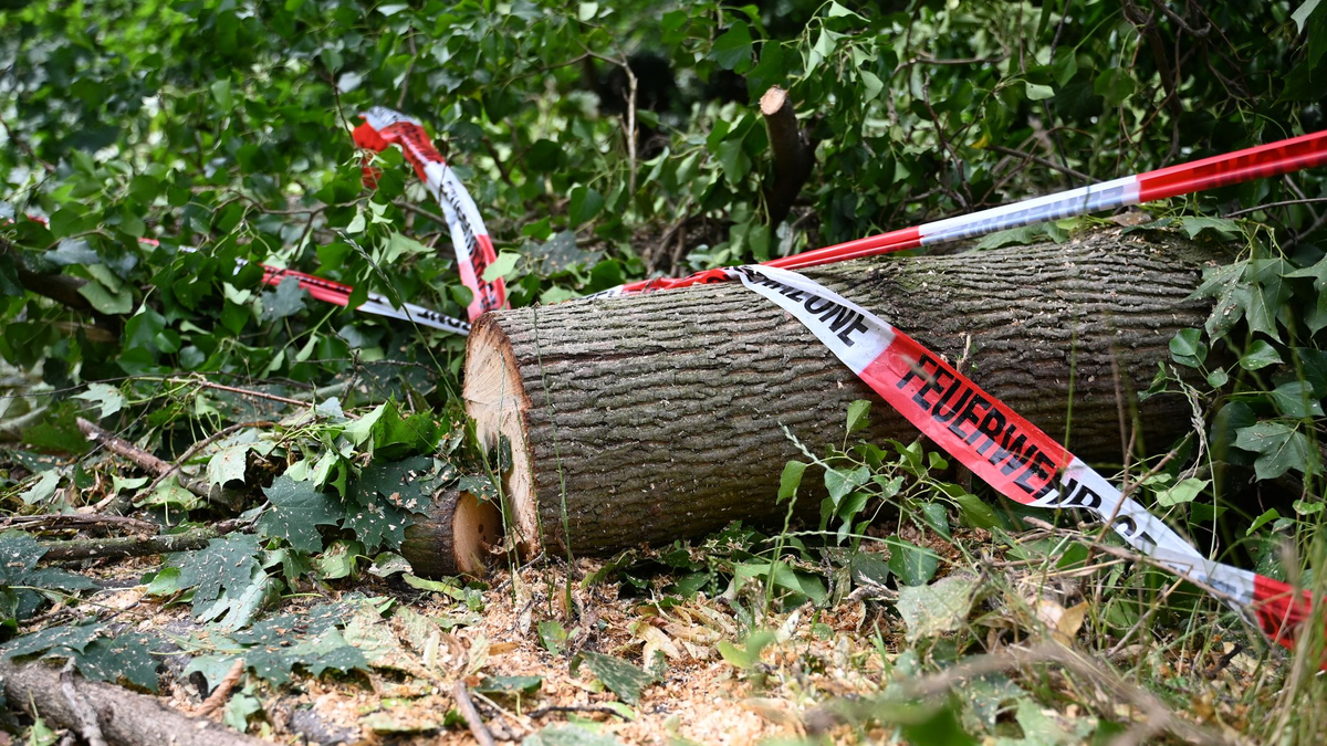 Folgen des Klimawandels wie Dürren machen Wälder anfälliger für andere Folgen des Klimawandels - wie Unwetter. - Foto: Michael Brandt/dpa