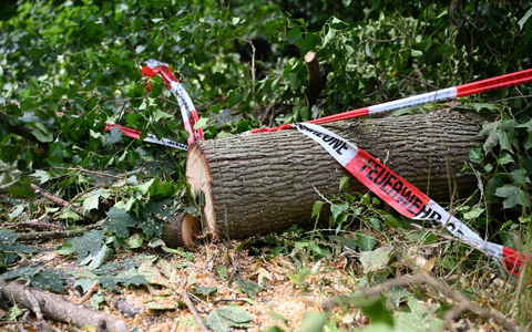 Folgen des Klimawandels wie Dürren machen Wälder anfälliger für andere Folgen des Klimawandels - wie Unwetter. - Foto: Michael Brandt/dpa