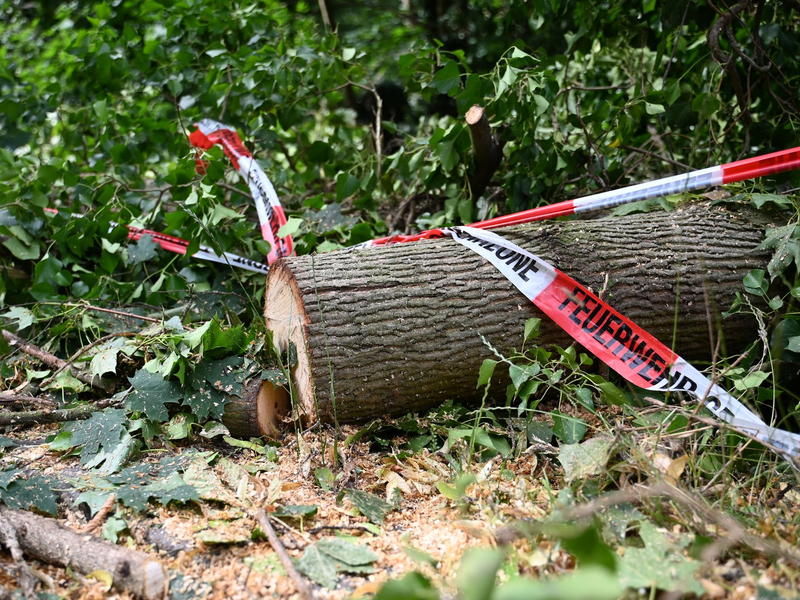 Folgen des Klimawandels wie Dürren machen Wälder anfälliger für andere Folgen des Klimawandels - wie Unwetter. - Foto: Michael Brandt/dpa