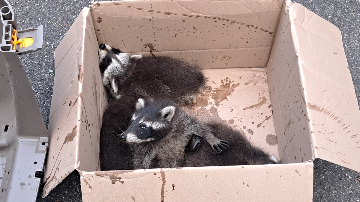 FW-EN: Waschbärenfamilie im Kamin und gemeldeter Waldbrand - Foto: presseportal.de