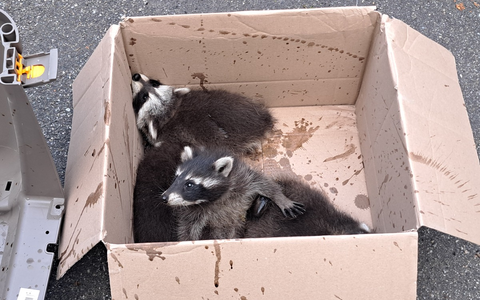 FW-EN: Waschbärenfamilie im Kamin und gemeldeter Waldbrand - Foto: presseportal.de FW-EN: Waschbärenfamilie im Kamin und gemeldeter Waldbrand - Foto: presseportal.de