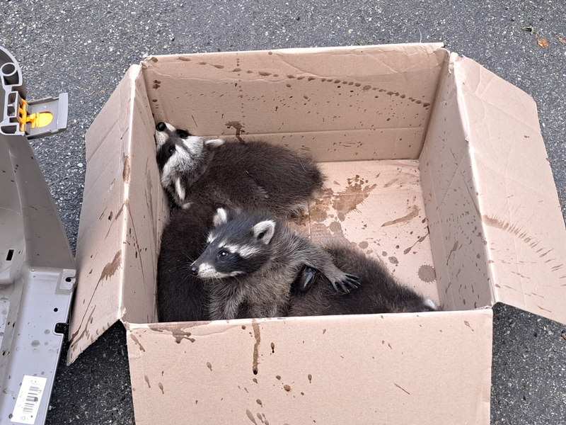 FW-EN: Waschbärenfamilie im Kamin und gemeldeter Waldbrand - Foto: presseportal.de