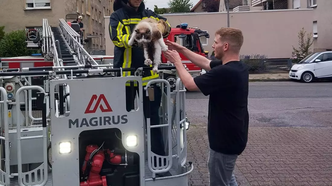 FW-BO: Feuerwehr rettet hilflosen Kater Loki vom Dach eines Mehrfamilienhauses - Bild: presseportal.de