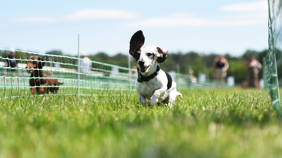 Auf acht Bahnen geht es darum, wer der schnellste Dackel in Deutschland ist.  - Foto: Simon Kremer/dpa