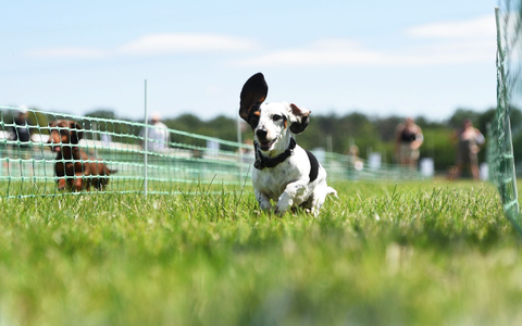 Auf acht Bahnen geht es darum, wer der schnellste Dackel in Deutschland ist.  - Foto: Simon Kremer/dpa