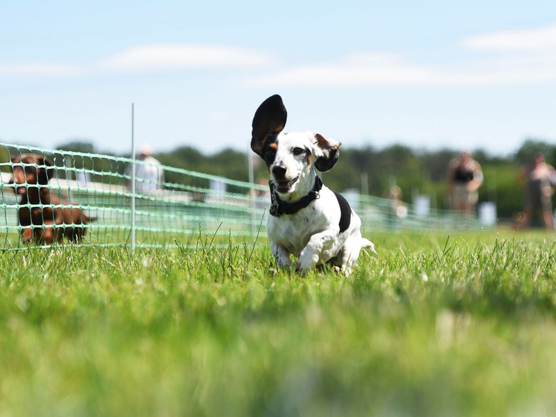 Auf acht Bahnen geht es darum, wer der schnellste Dackel in Deutschland ist.  - Foto: Simon Kremer/dpa