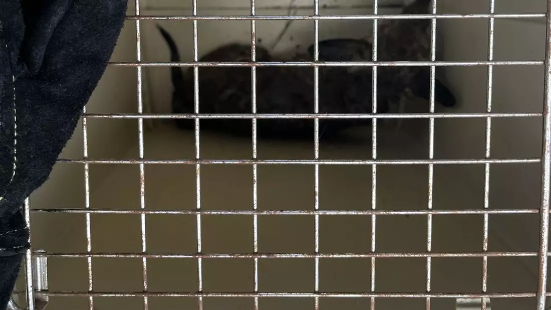 FW Dinslaken: Tag der Tierrettung und kleiner Vegetationsbrand - Bild: presseportal.de