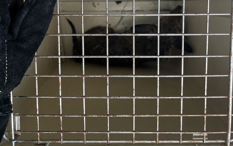 FW Dinslaken: Tag der Tierrettung und kleiner Vegetationsbrand - Foto: presseportal.de