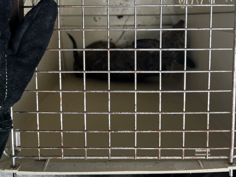 FW Dinslaken: Tag der Tierrettung und kleiner Vegetationsbrand - Foto: presseportal.de