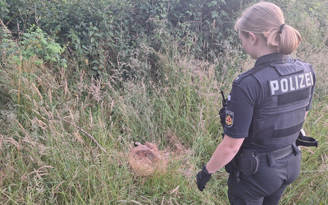 POL-HB: Nr.: 0414 --Von Ayla, dem Rehkitz - Ein Sonntagsmärchen aus Burglesum-- - Foto: presseportal.de POL-HB: Nr.: 0414 --Von Ayla, dem Rehkitz - Ein Sonntagsmärchen aus Burglesum-- - Foto: presseportal.de