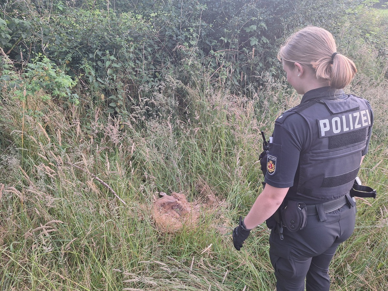 POL-HB: Nr.: 0414 --Von Ayla, dem Rehkitz - Ein Sonntagsmärchen aus Burglesum-- - Foto: presseportal.de