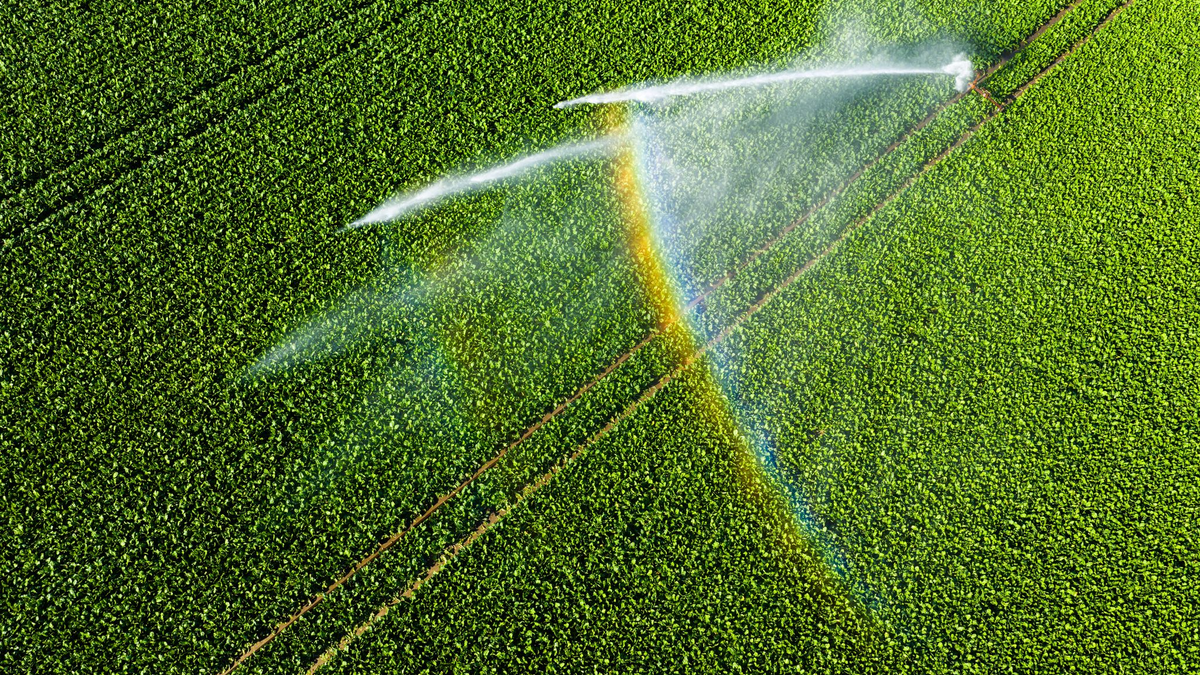 Nicht einmal fünf Prozent der landwirtschaftlichen Fläche kann bewässert werden.  - Foto: Julian Stratenschulte/dpa