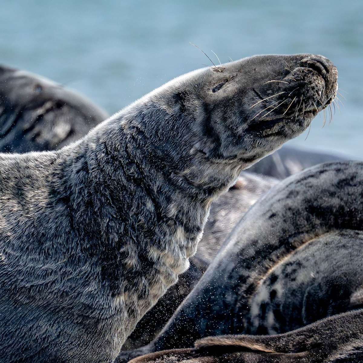Der Bestand der Kegelrobben in der südlichen Nordsee steigt seit Jahren kontinuierlich an. (Archivbild) - Foto: Sina Schuldt/dpa