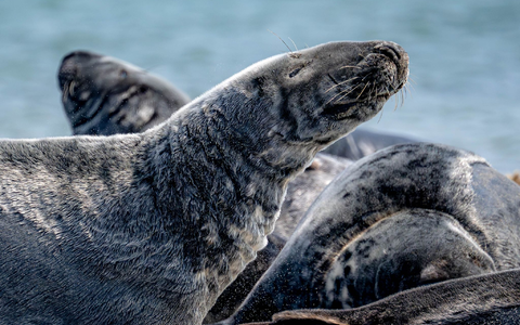 Der Bestand der Kegelrobben in der südlichen Nordsee steigt seit Jahren kontinuierlich an. (Archivbild) - Foto: Sina Schuldt/dpa